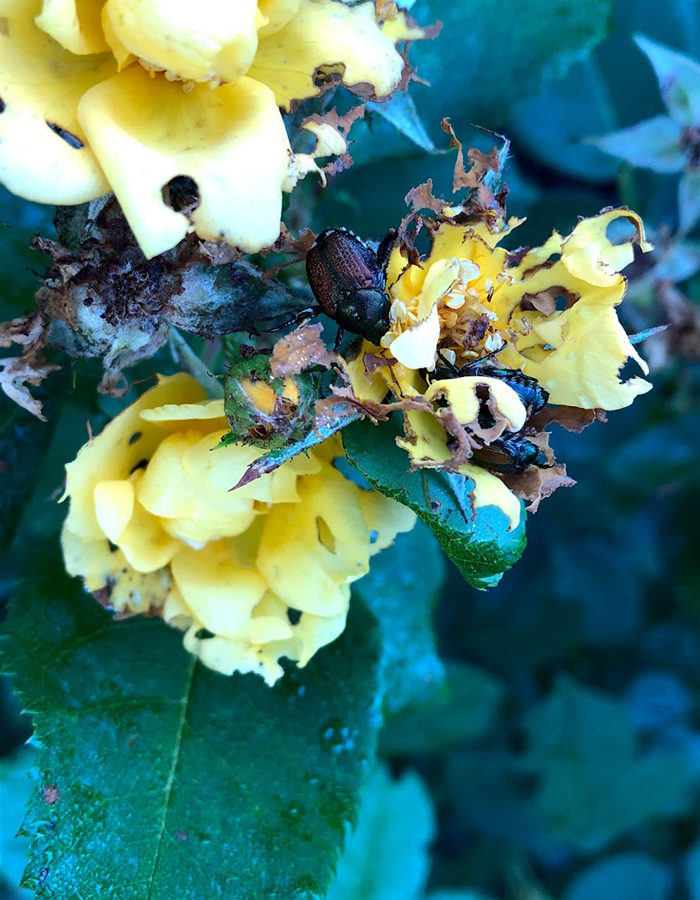 Japanese beetles eating a flower