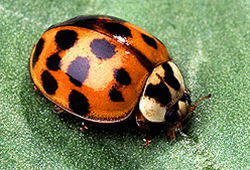 Asian lady beetle