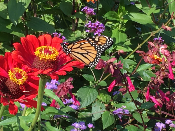 Monarch butterfly