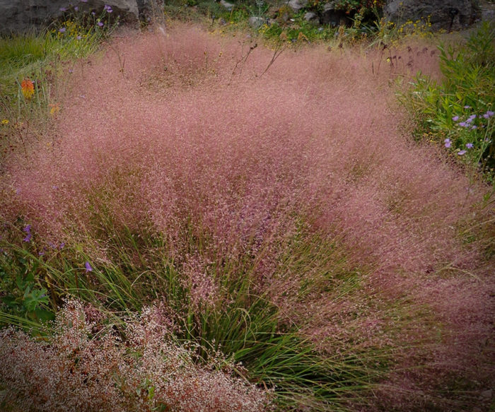 ‘Undaunted’ pink muhly grass