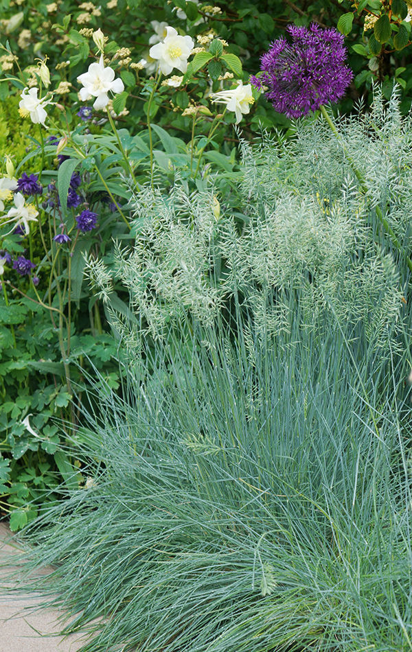 ‘Beyond Blue’ blue fescue