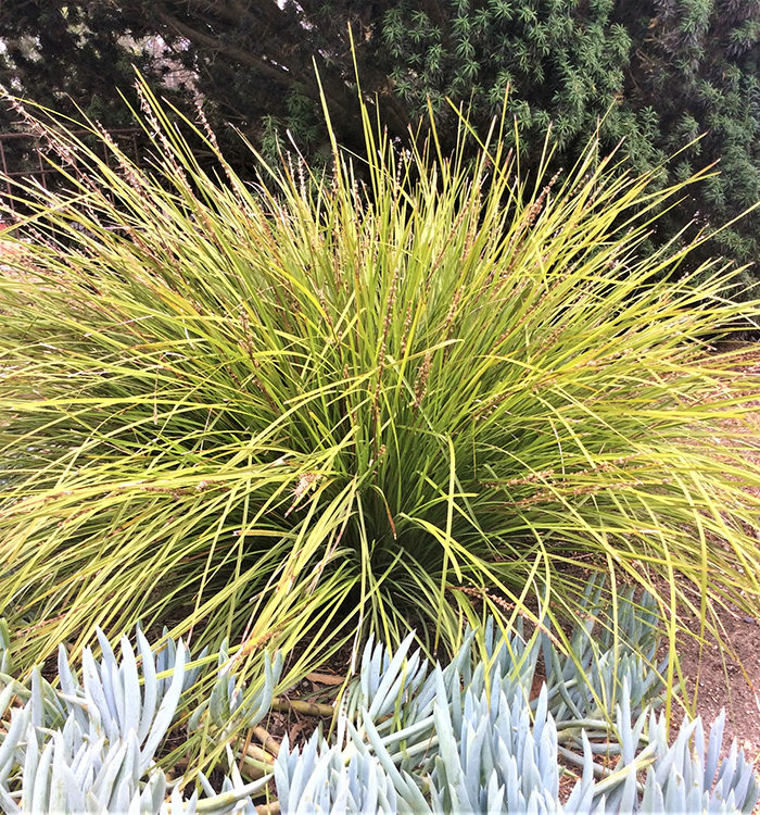 Drought-Tolerant Ornamental Grasses - Fine Gardening