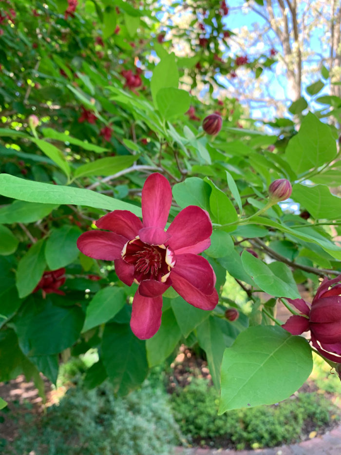 Calycanthus aphrodite close up