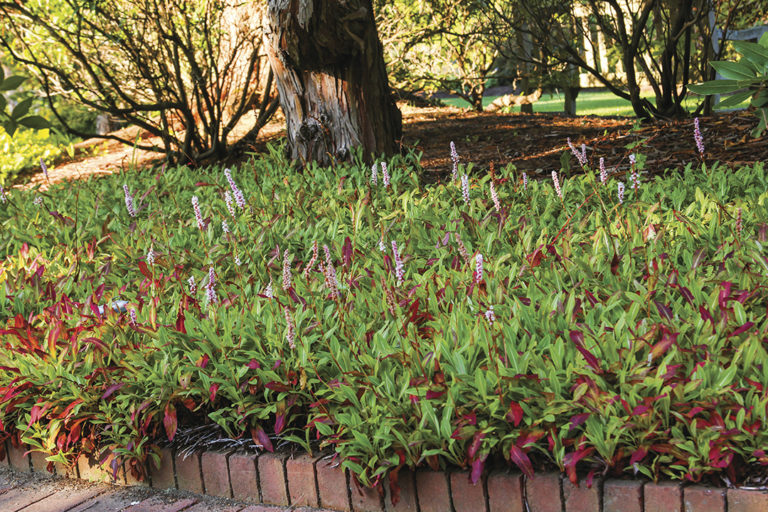 Problem-Solving Ground Covers - Fine Gardening