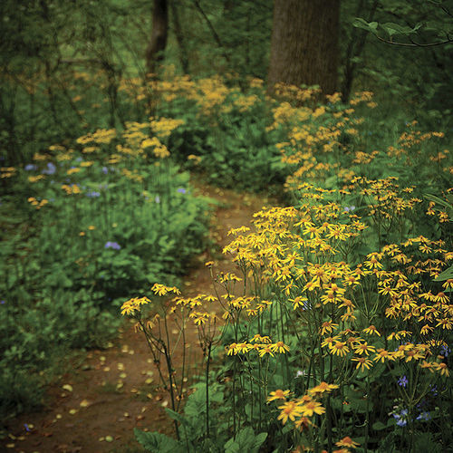 27 Better Ground Covers for Shade to Replace Problematic Plants -  FineGardening