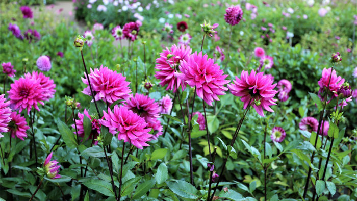 ‘Princess Benedikte’ dahlias