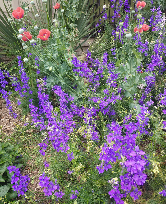 rocket larkspur