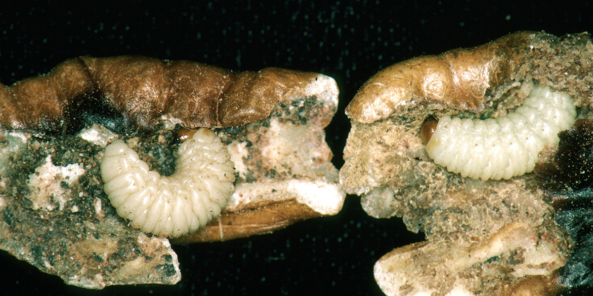 pecan weevil grubs