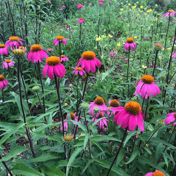 purple coneflower