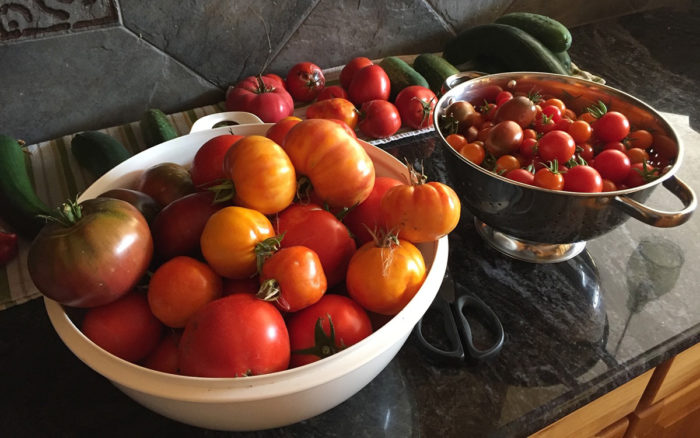 tomato harvest