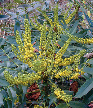 ‘Winter Sun’ Mahonia