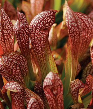 ‘Scarlet Belle’ Pitcher Plant