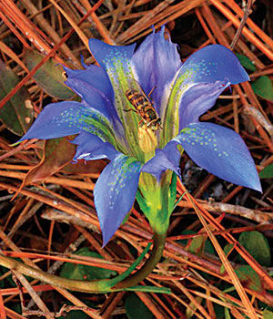 Autumn Gentian