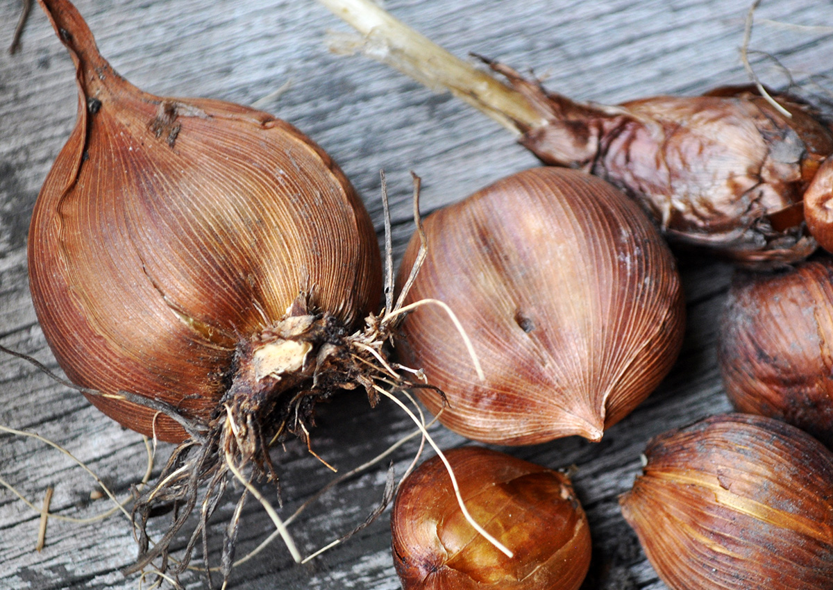 Growing Shallots in the Southern Plains - FineGardening