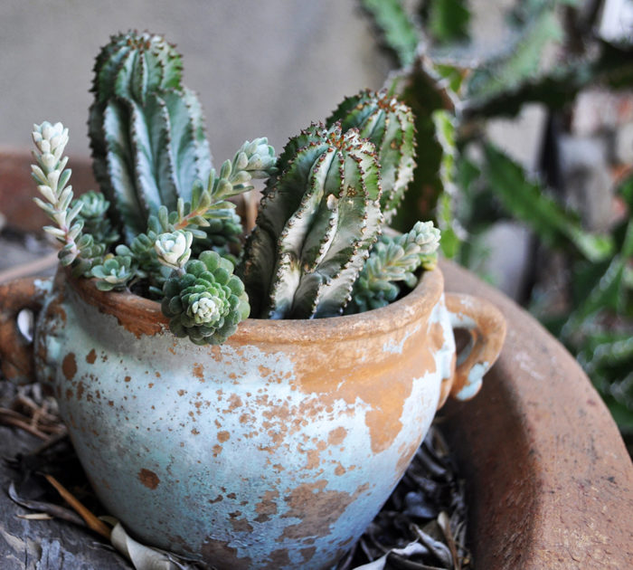 succulent in a container