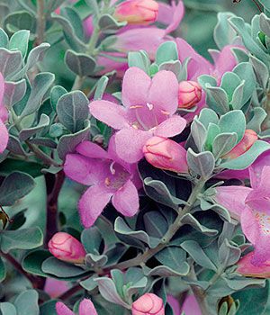 Texas Sage