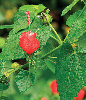 Turk's Cap