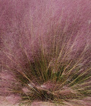 Pink Muhly Grass