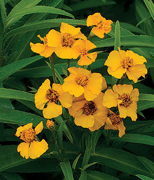 Mexican Mint Marigold