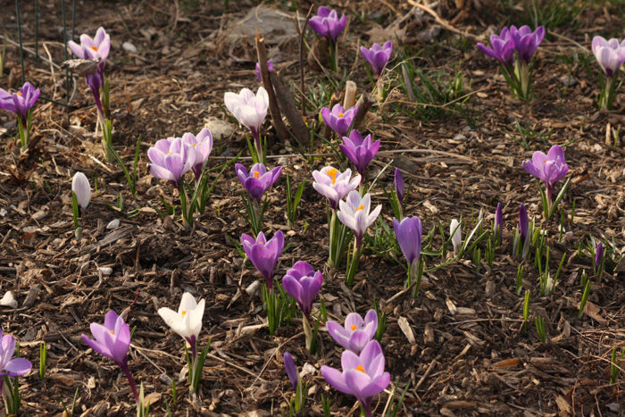 Bieberstein’s crocus