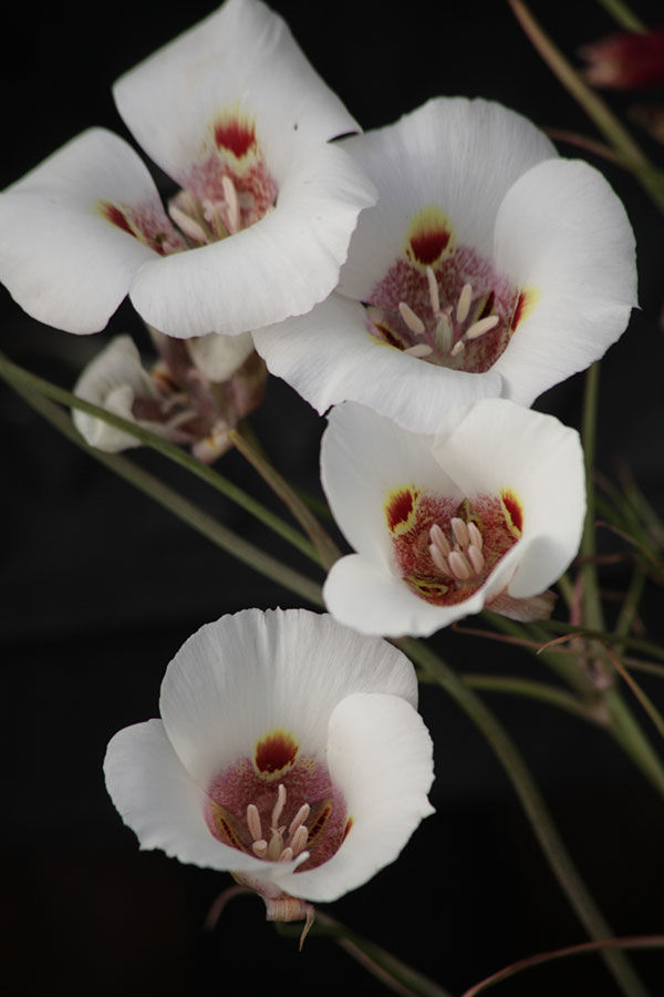 Mariposa lily