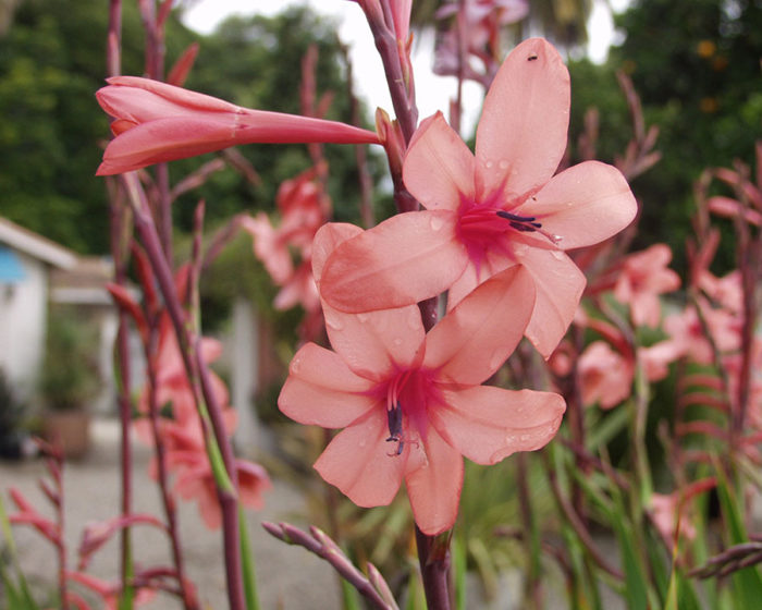 ‘Flamboyant’ rose bugle lily.