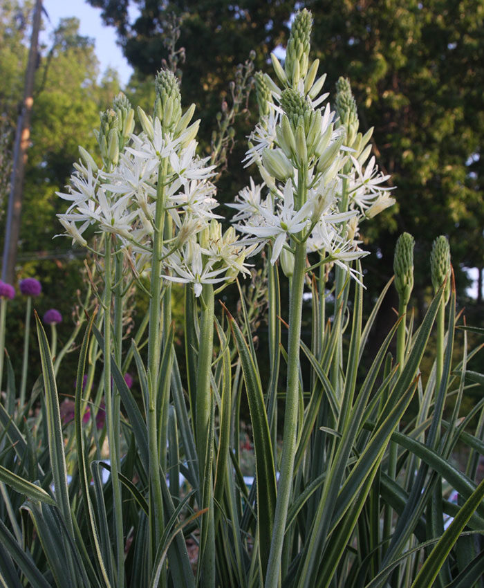 ‘Sacajawea’ camas