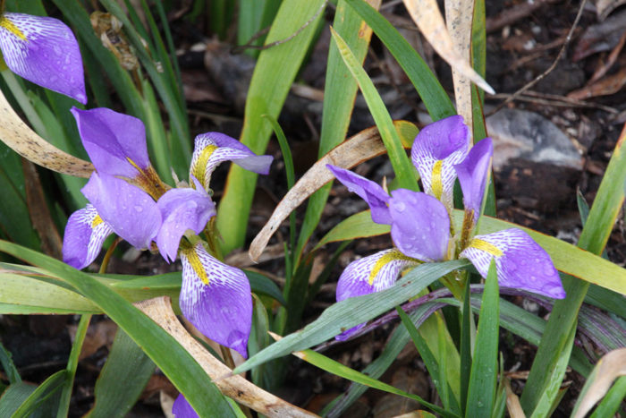 Algerian iris