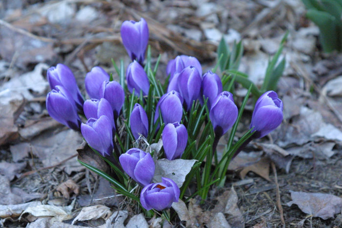 Bieberstein’s crocus