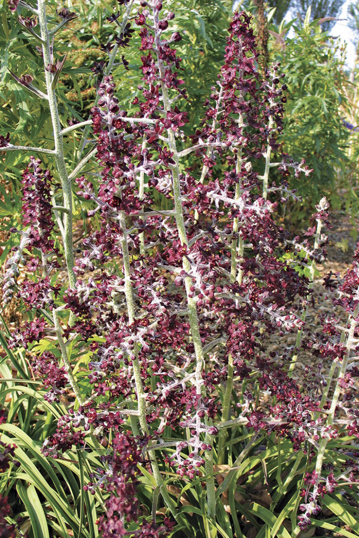 veratrum formosanum