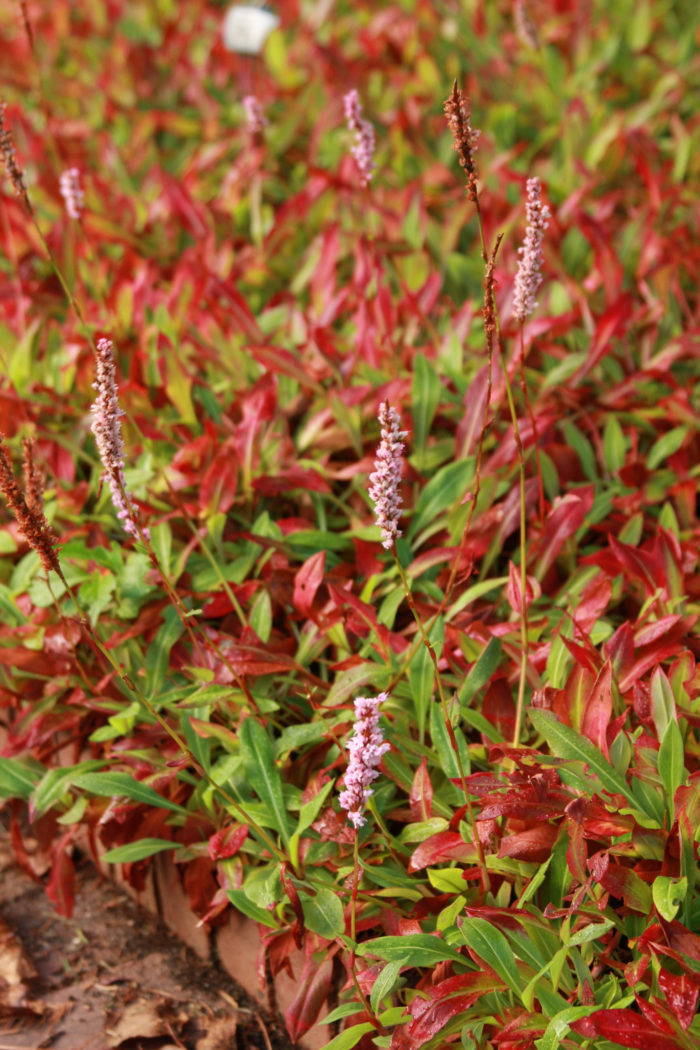 Persicaria affinis 'Himalayan Border Jewel'