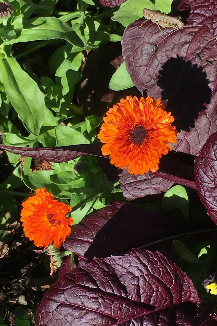 Calendula, Oktoberfest