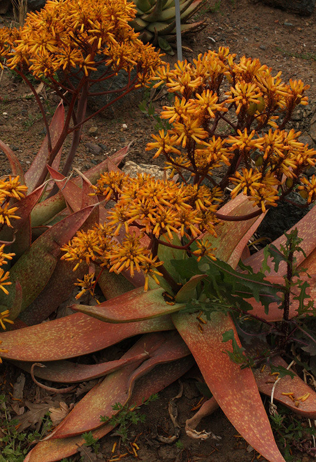 Elias Buhr’s aloe