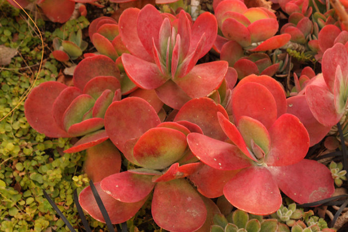 Kalanchoe