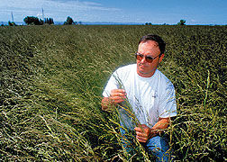 tall fescue