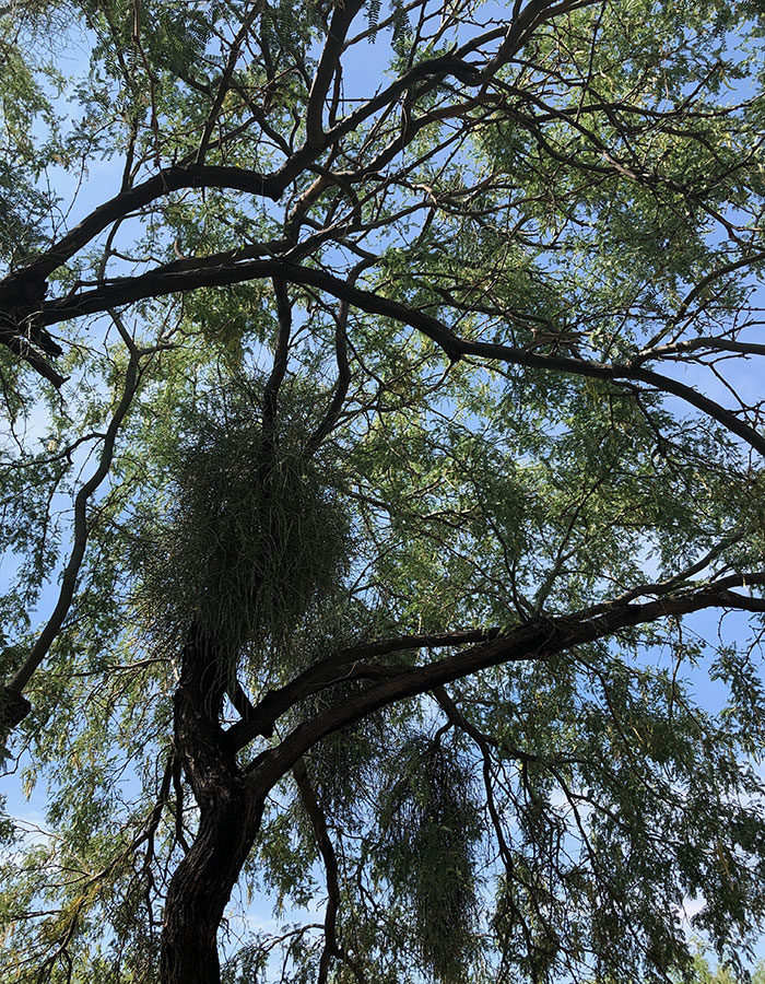 mesquite tree with an infestation of mistletoe