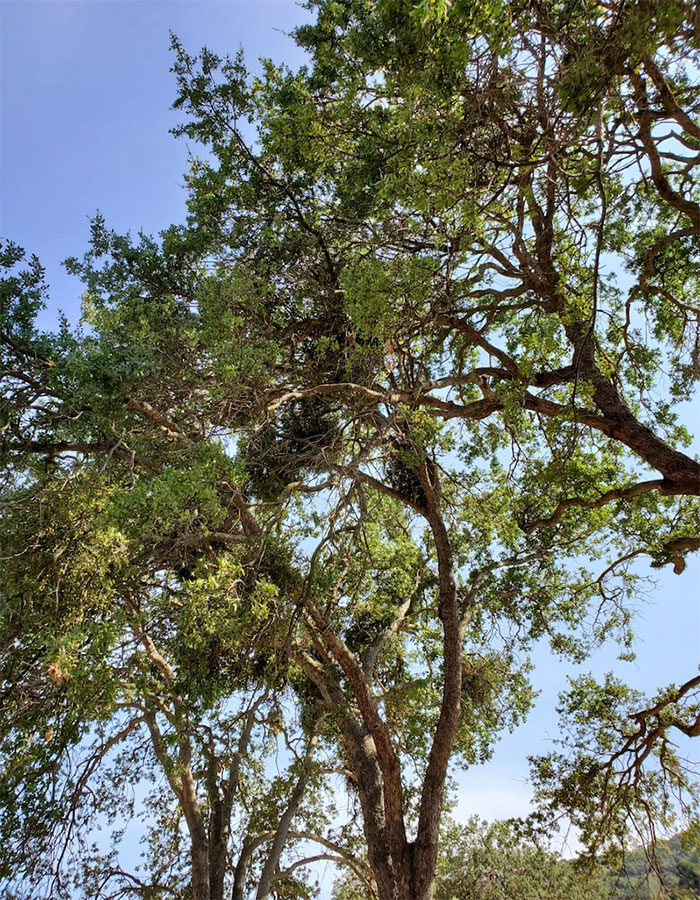 oak trees infested with mistletoe