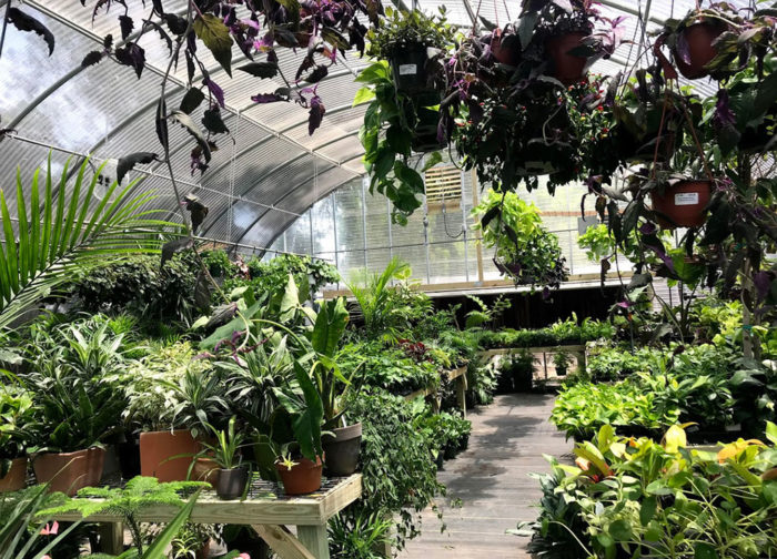 The greenhouse at Tillery Street Plant Co. in Austin, TX