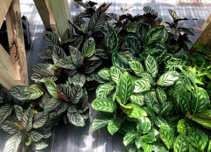 Calathea