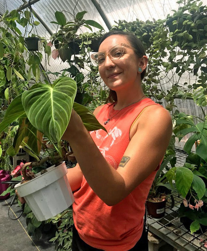 Philodendron melanochrysum x verrucosum