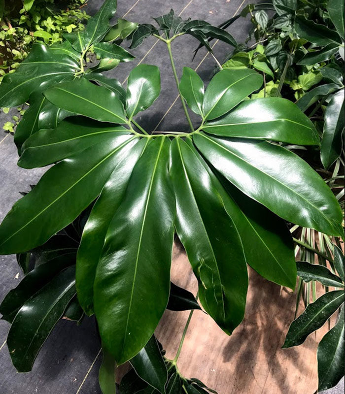 Hawaiian finger leaf philodendron