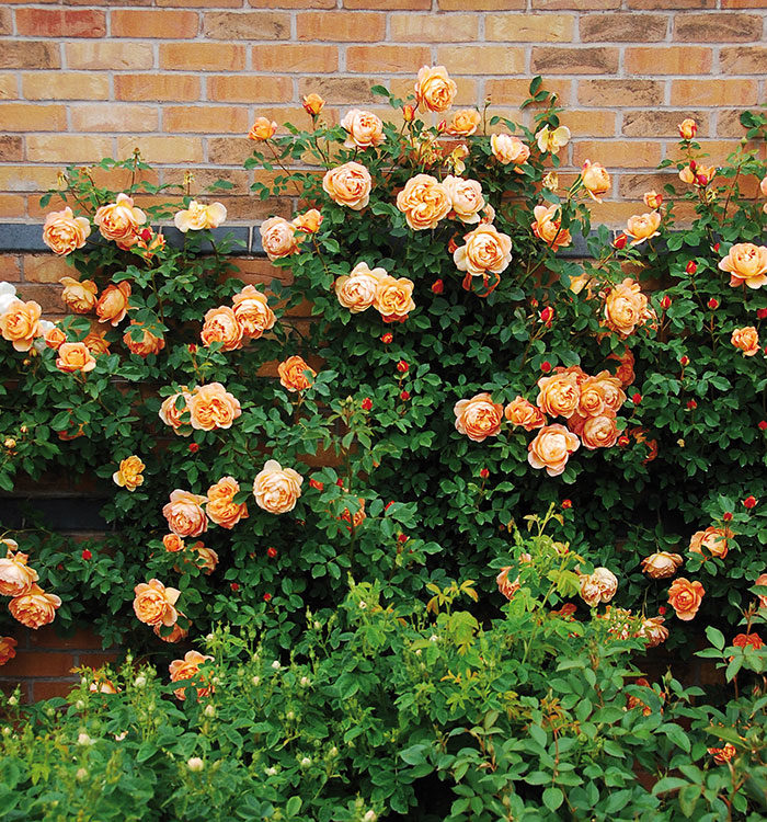 English Roses Built for Northern California - FineGardening