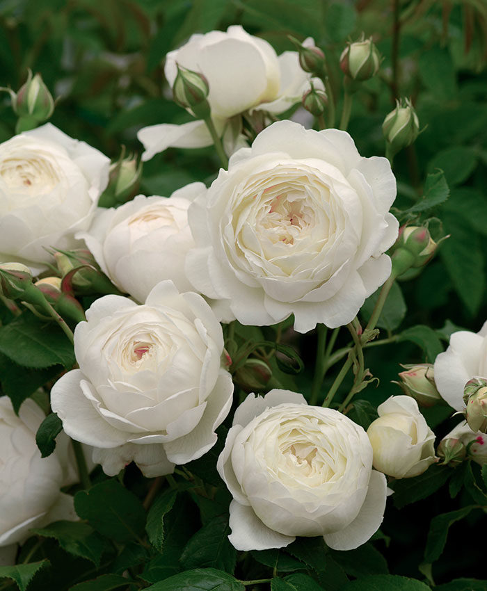 English Roses Built for Northern California - FineGardening