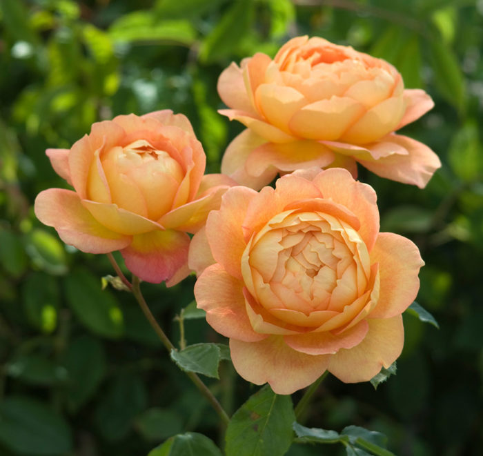 English Roses Built for Northern California - FineGardening