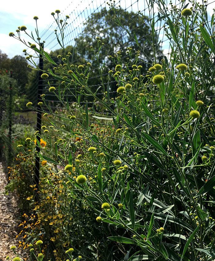 ‘Nally’s Lime Dot’ boltonia