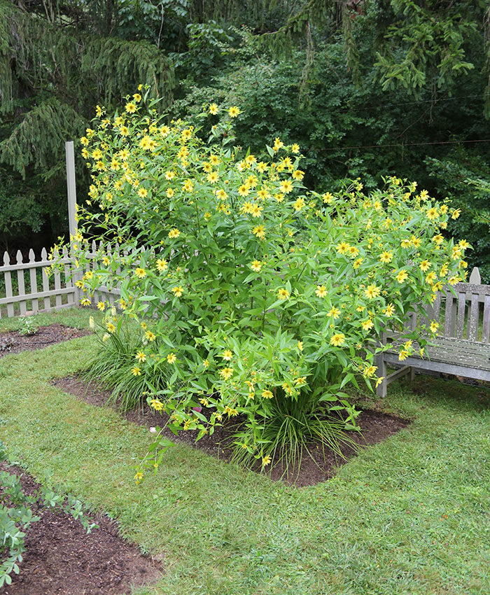 ‘Lemon Queen’ helianthus