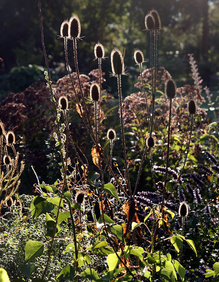 Common teasel