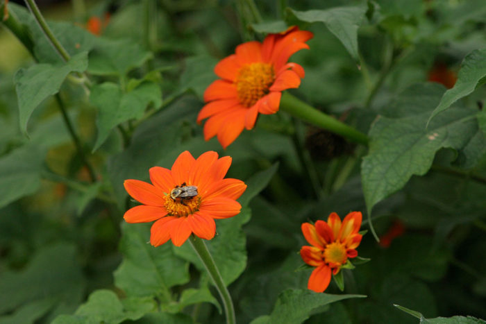 ‘Torch’ Mexican sunflower