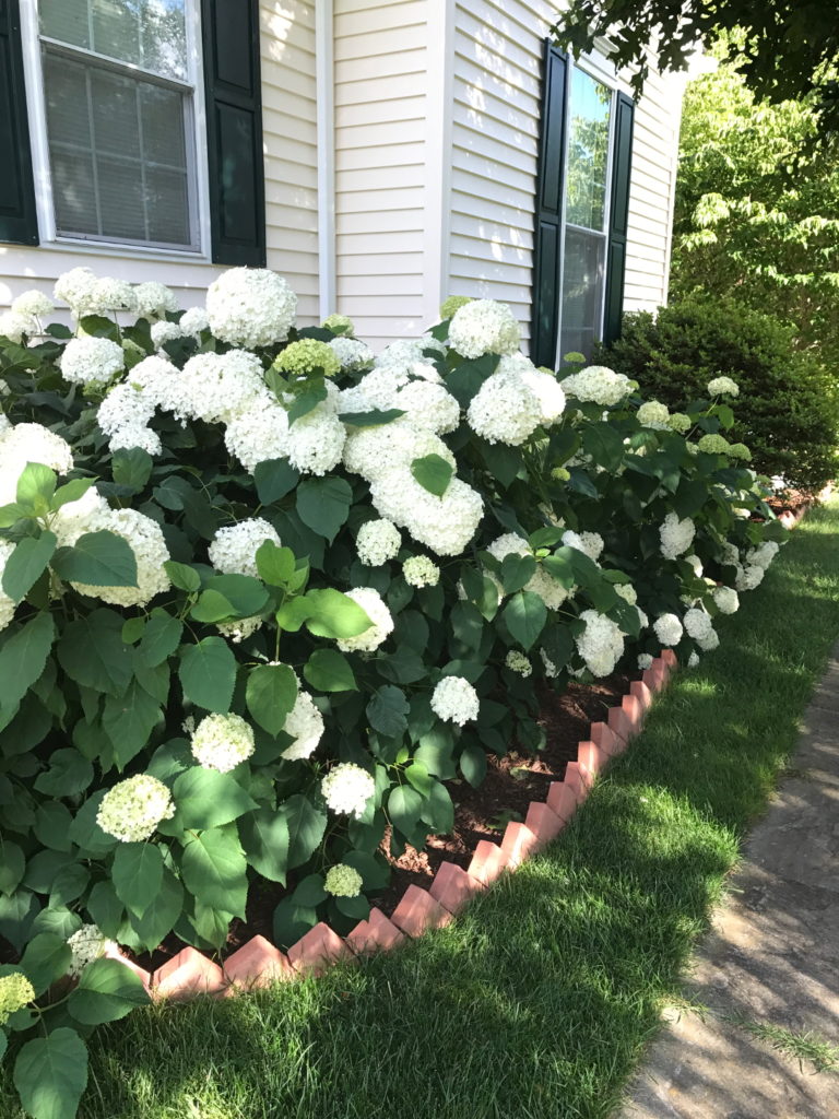 Sharmila's Butterfly Garden - Fine Gardening