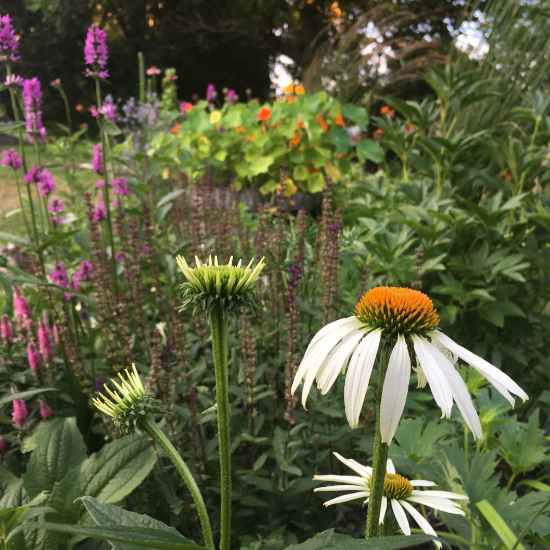 Having Fun Digging In - FineGardening